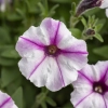 Petunia Bubbles Butterfly – kwiaty